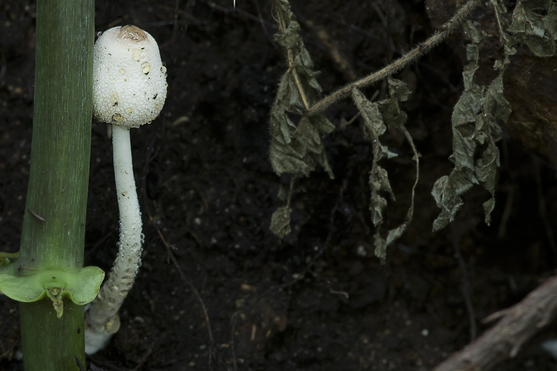 Leucocoprinus cepistipes